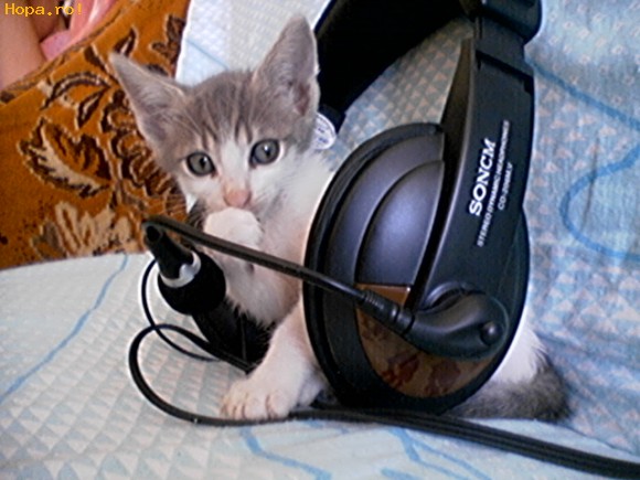 Animale - DJ Cat